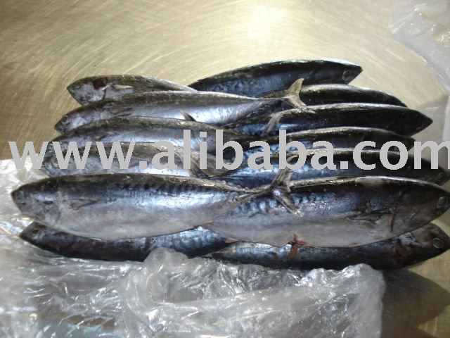 BULLET TUNA