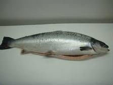  MACKEREL  FISH, SALMON  FISH,EL FISH,RIBBON FISH,SARDINE FISH