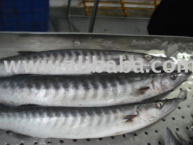 Baracuda