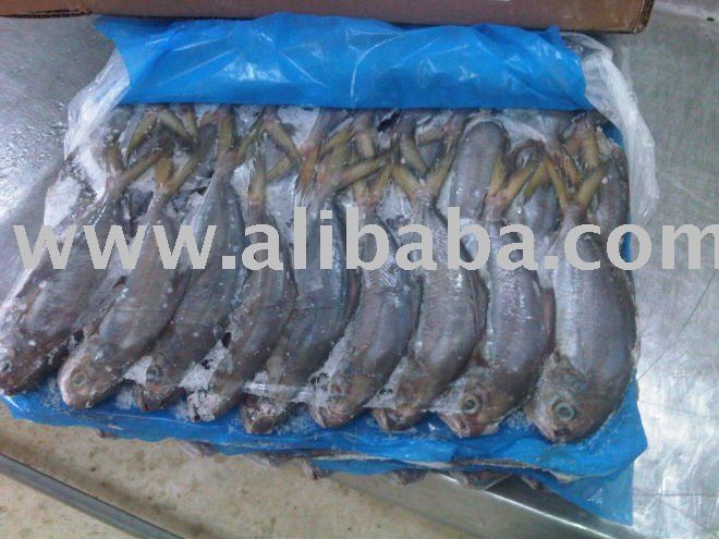 BUTTERFISH