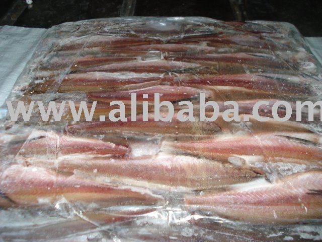 Frozen Hake HGT