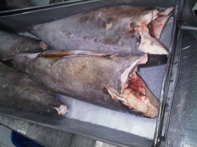 Oil Fish Fillet DWT