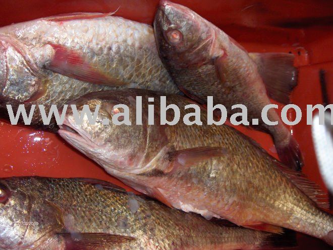 Sea Bass