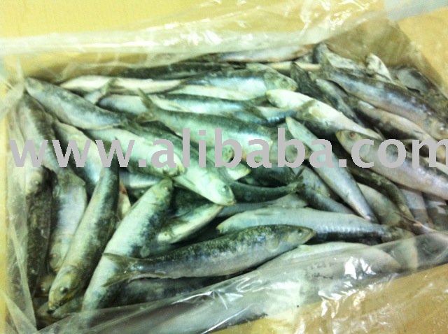 Sardine (Sardina Pilchadus)