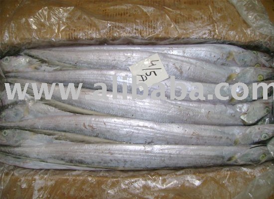 Ribbonfish