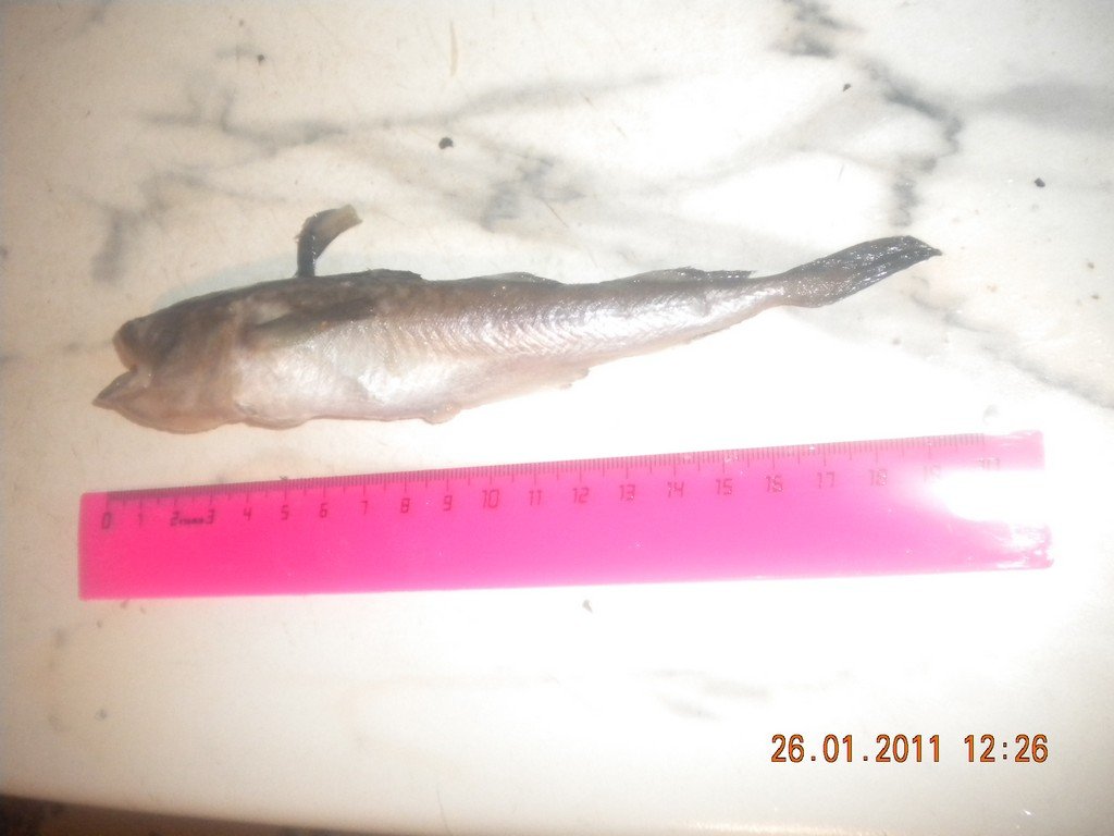 Polar cod