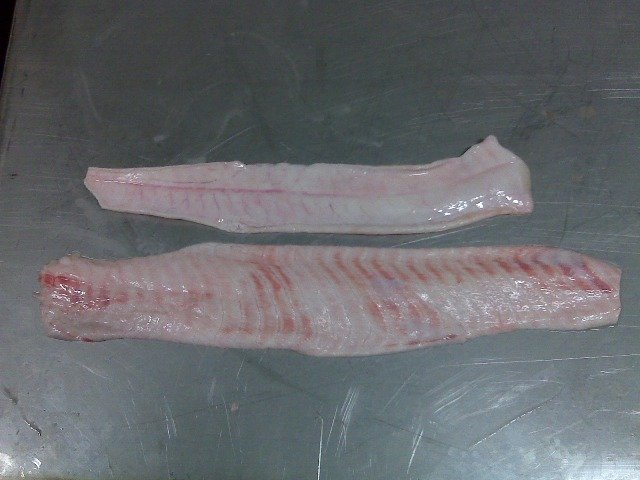 SQUALUS ACANTHIAS ( Spiny Dogfish)