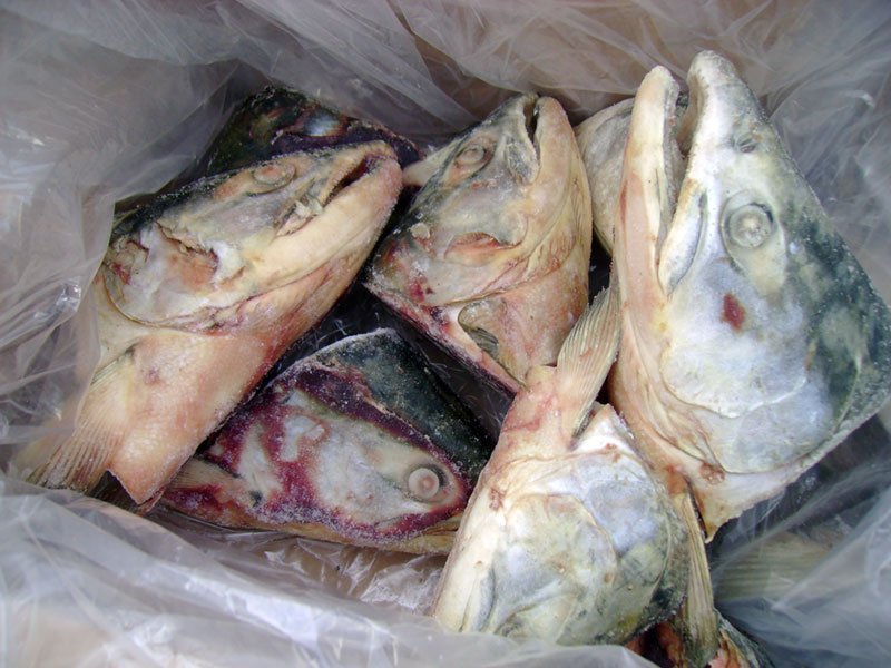 Sockeye Salmon Heads