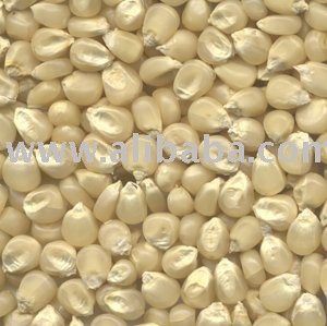 White and Yellow Corn/Maize GRADE 1