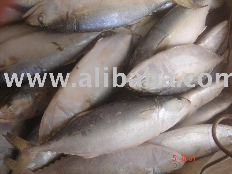 INDIAN MACKEREL FISH