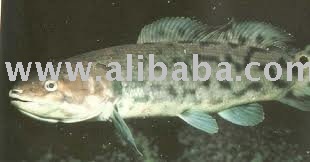 Bowfish