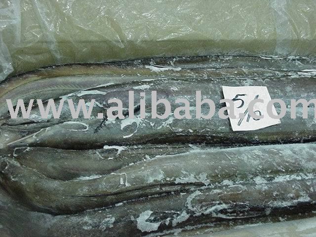 Eel