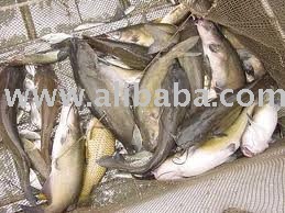 Yellow cat Fish
