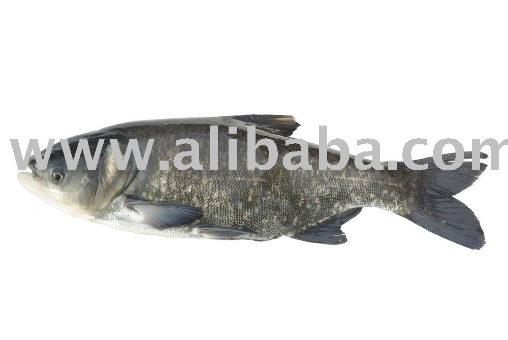 Bighead  Carp 