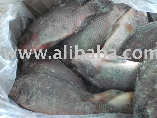 Tilapia Whole