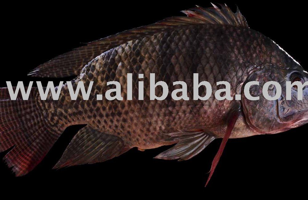 Whole Tilapia