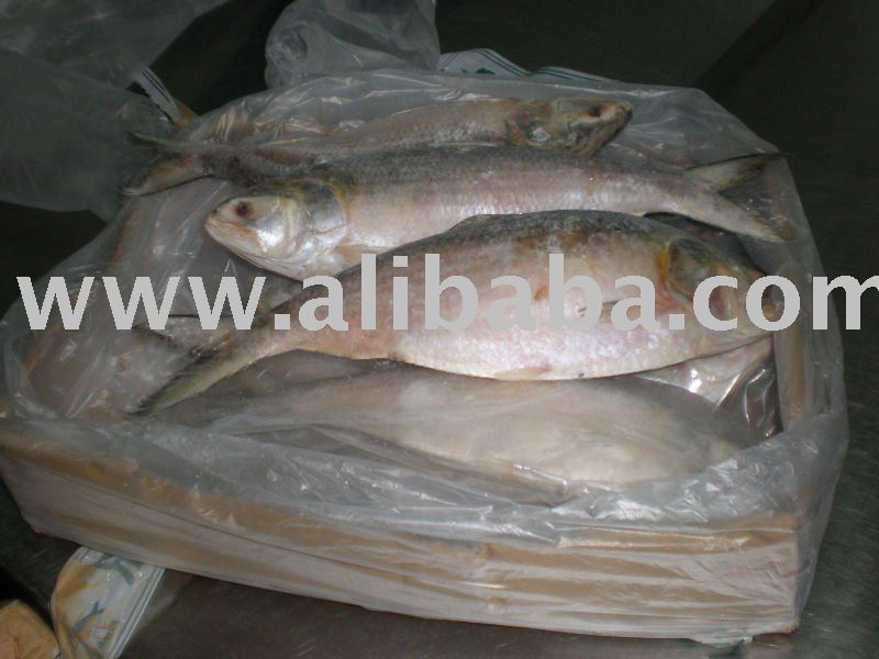 Frozen Whole Hilsa