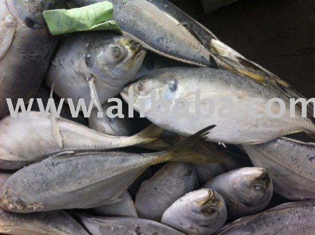 yellowtail scad