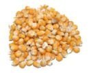 Yellow Maize  Indian
