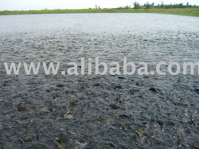  Tilapia  Farm