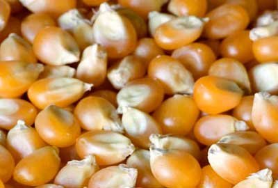 Indian Maize With Best Quality