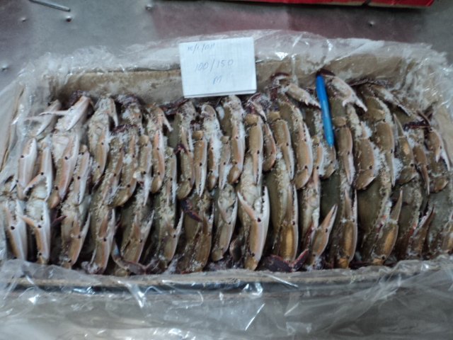 THREE SPOTTED CRAB