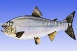 Kosher Frozen  Salmon  Fillet