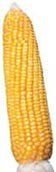 Hybrid yellow corn seed-SONA