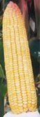 Hybrid yellow corn seed-BS - 104