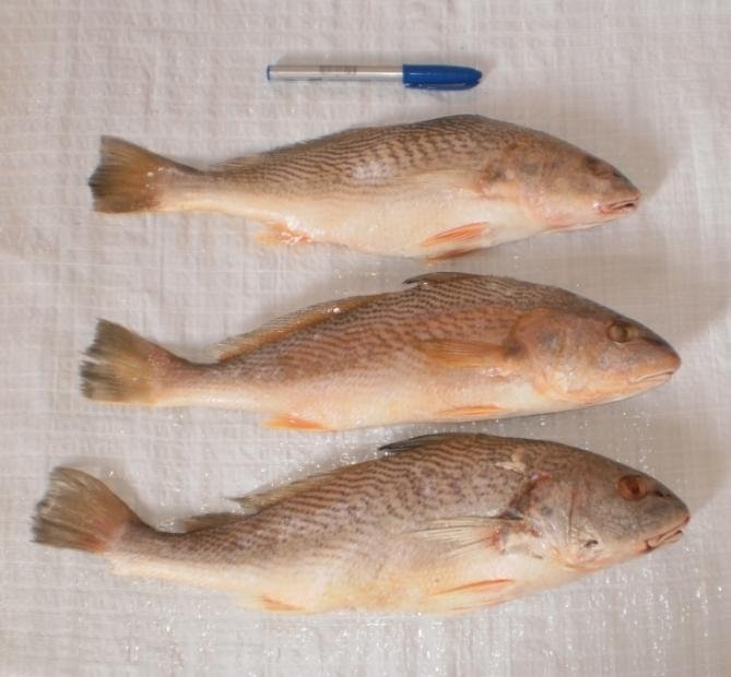 Yellow croaker