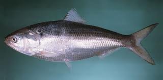 indian hilsa fishes