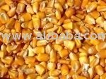 yellow corn