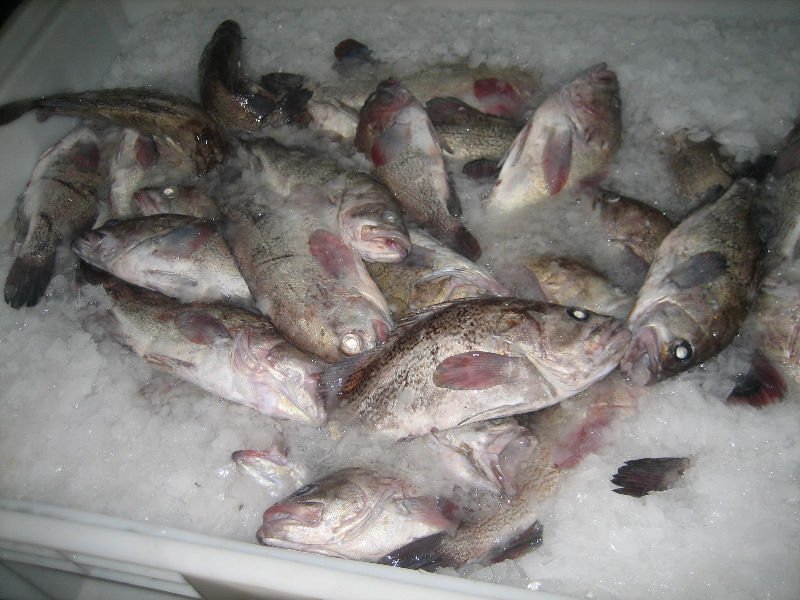 Mero / Grouper / Acanthistius Brasilianus