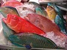  Export   Frozen   Fish  from Peru