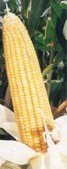 Hybrid yellow corn seed-KOHINOOR