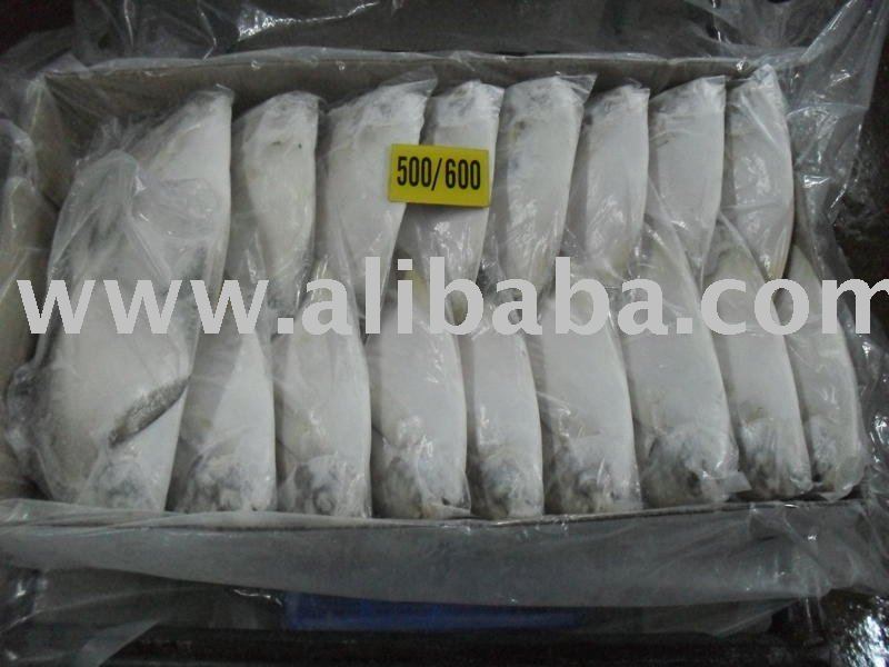 Frozen Silver Pomfret
