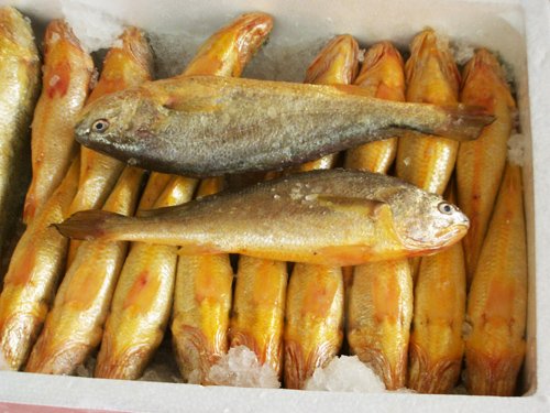 Yellow Croaker Fish