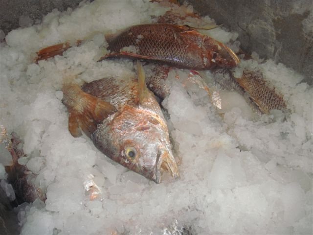 RED SNAPPER
