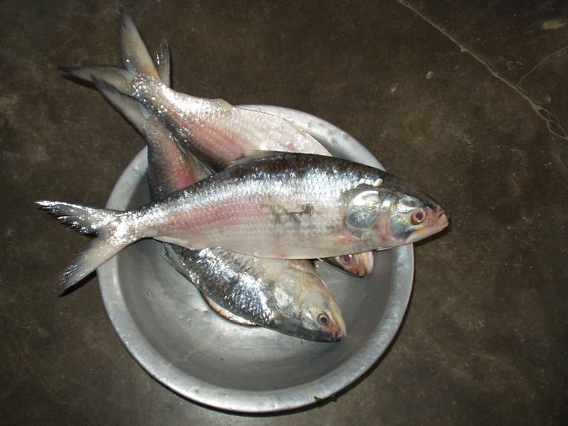  Frozen   Hilsa   Fish  From Bangladesh