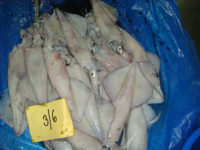 Squid Semi Needle
