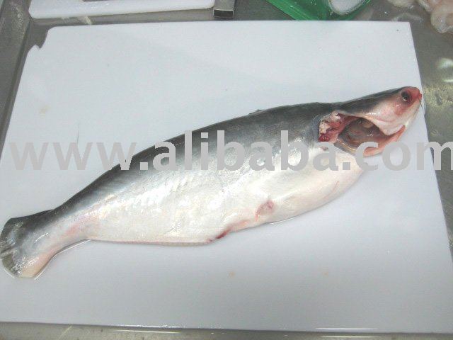 Frozen pangasius whole round, gutted