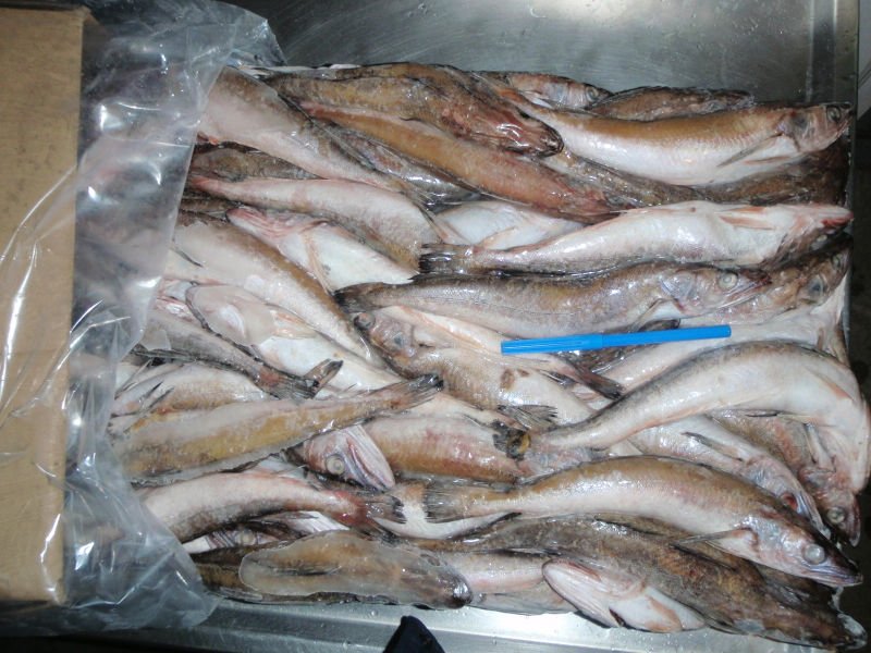 HAKE, HOKY, YELLOW CROACKER,