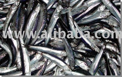 anchovy from Dakar,Senegal,Fresh Frozen