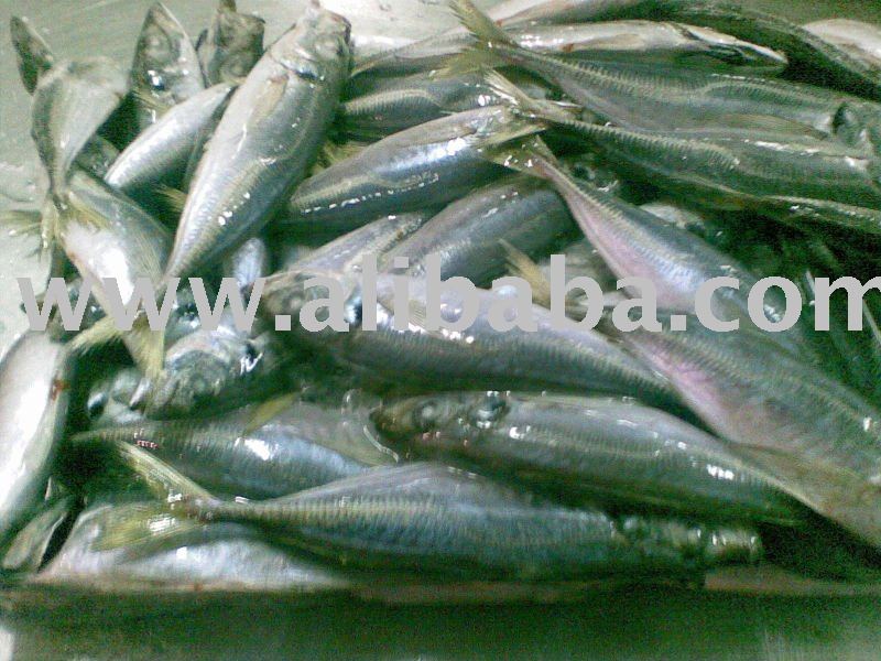 HORSE MACKEREL (TRACHURUS TRACHURUS)