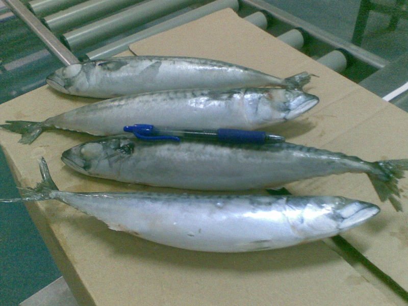 Scomber Scombrus
