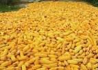  feed   corn ,  corn  seed,  corn  oil, white  corn ,  corn  flakes, yellow  corn ,  corn  starch, canned sweet  corn 
