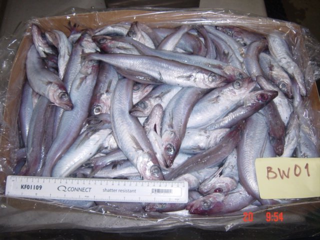Blue Whiting ( Micromesistius Poutassou)