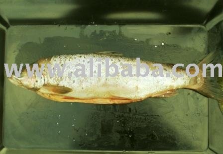 Trout (salma trutta)