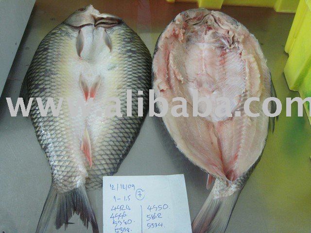Rohu Mrigal Back Gutted