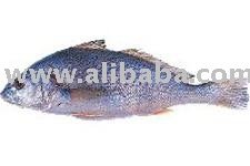 Corvina fish